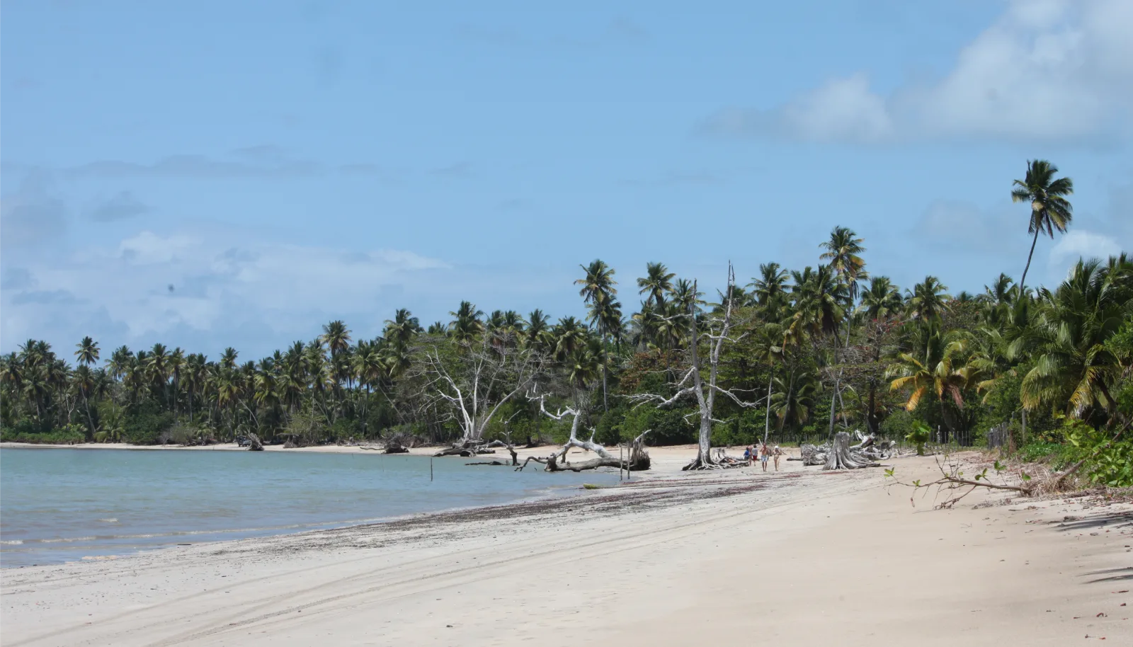 Sementeiro de árvores na Quinta Praia
